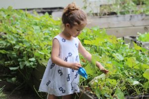 little girl watering plants in garden